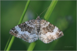 <p>PÍĎALKA JITROCELOVÁ? (Xanthorhoe spadicearia) Jiříkov</p>